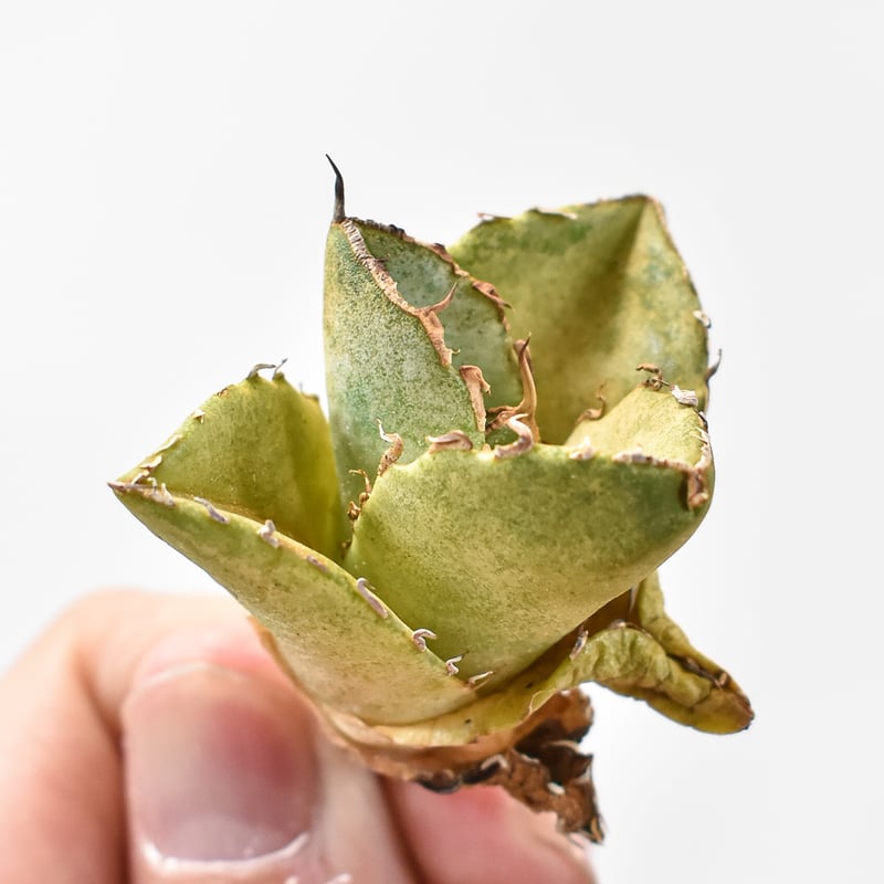 アガベ チタノタ 