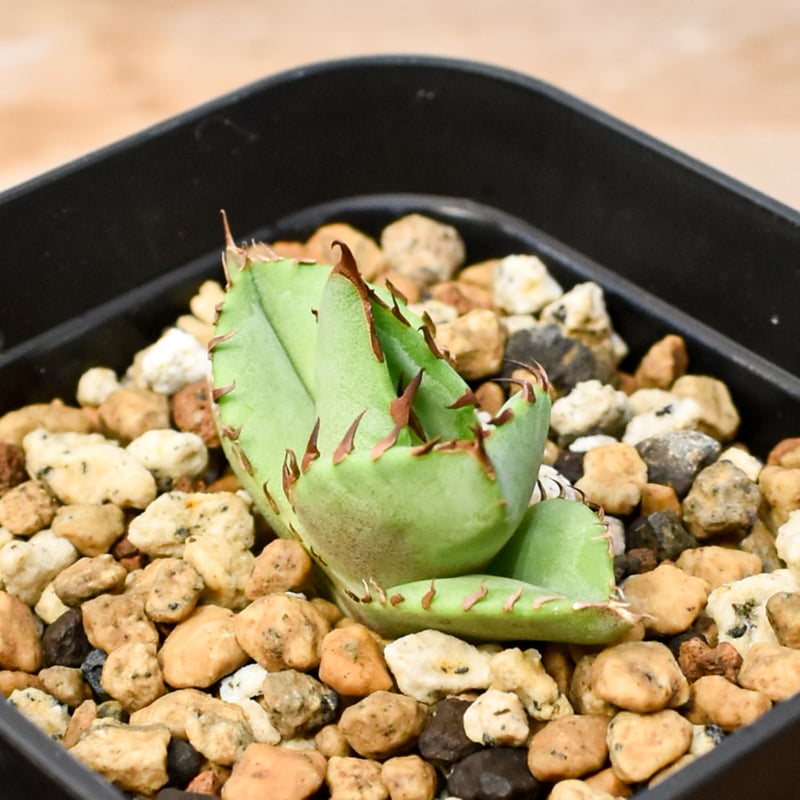 RAFLUM育成株 5個セット】アガベ Uriel oteroi seeding / ウリエ