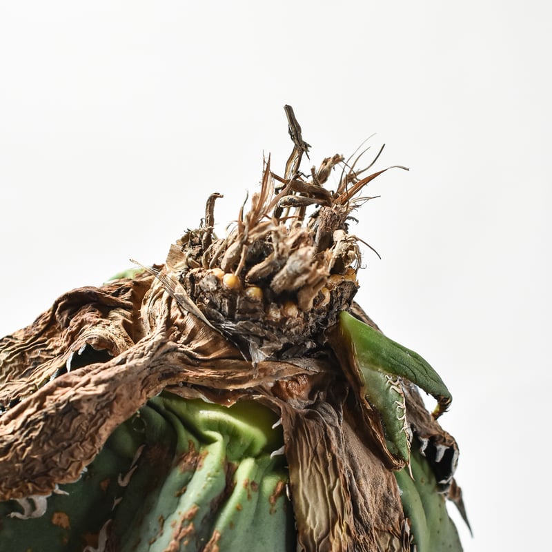 国内実生最高峰】アガベ オテロイ 