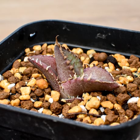 【RAFLUM育成株 5個セット】アガベ Mexico oteroi seeding / オテロイ実生 メキシコ産  【RAFLUM産/実生/子株】B2