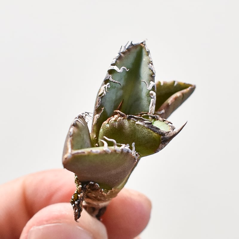 アガベ チタノタ 