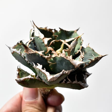 アガベチタノタ麻花龍 | STORES