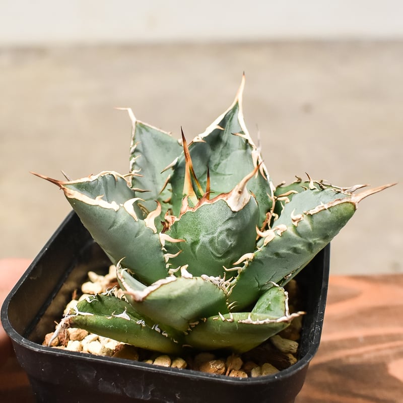 アガベ チタノタ 