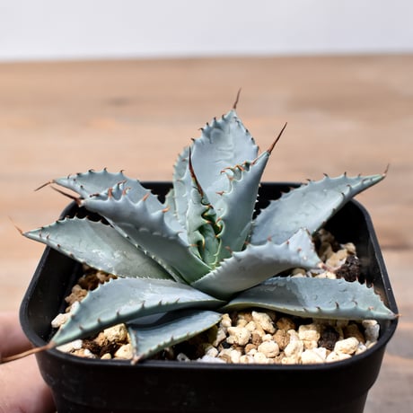 CATEGORY アガベ ハイブリット 象牙妖炎×黑帝斯 / エボリスピナ×ハデス