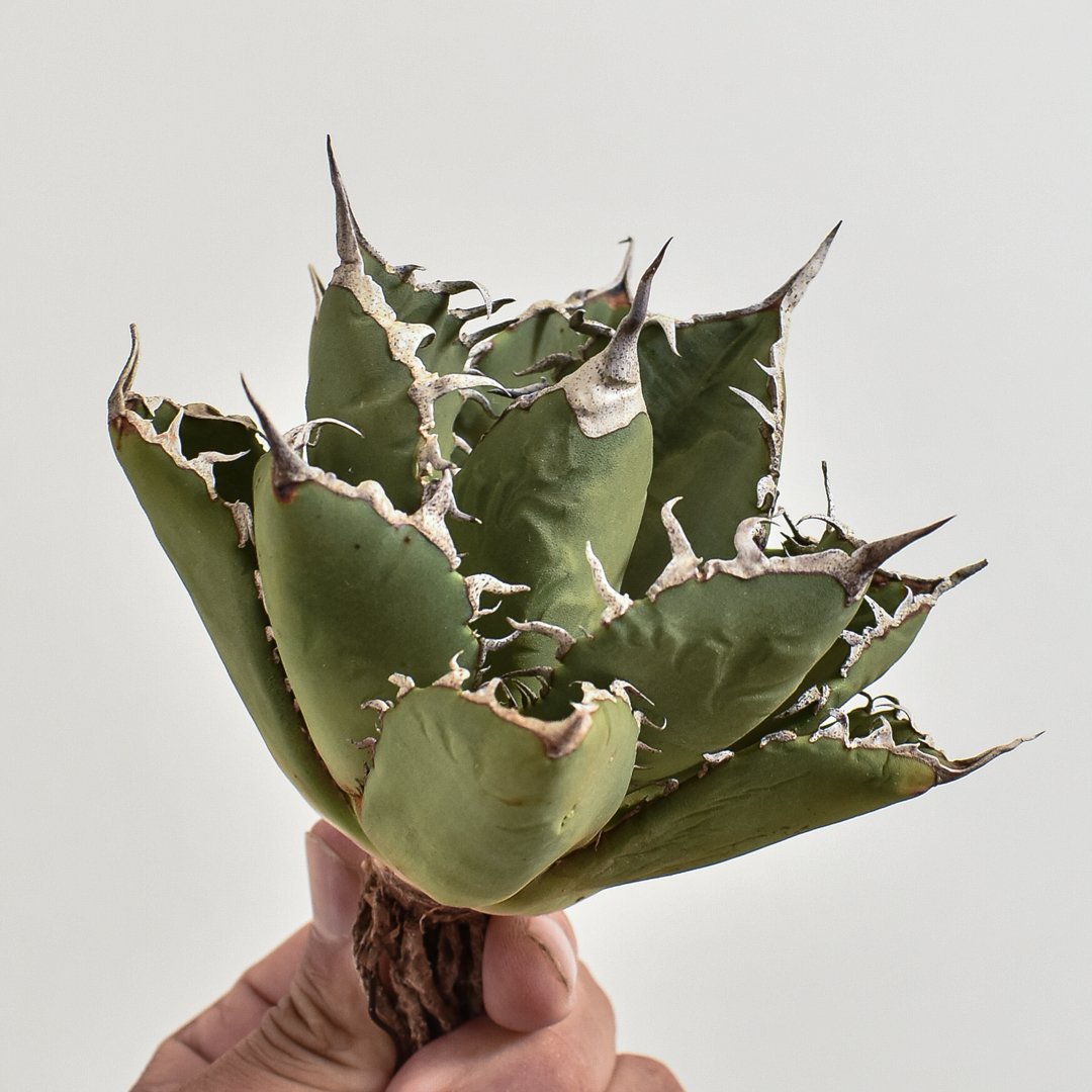 アガベ チタノタ 小島白刺【台湾 dragon agave産/抜き苗/中株