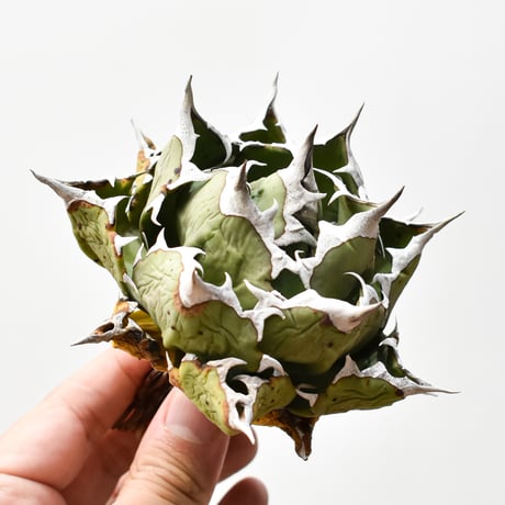 アガベチタノタ姫厳龍 | STORES