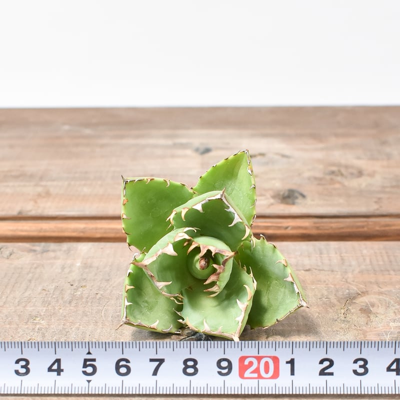 アガベ Dennis hybrid 甲妖x鬼爪（isthmnensis x utahensis