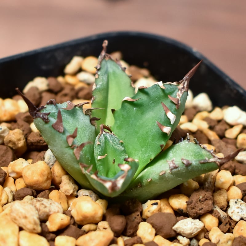 アガベ チタノタ ブラックアンドブルー 