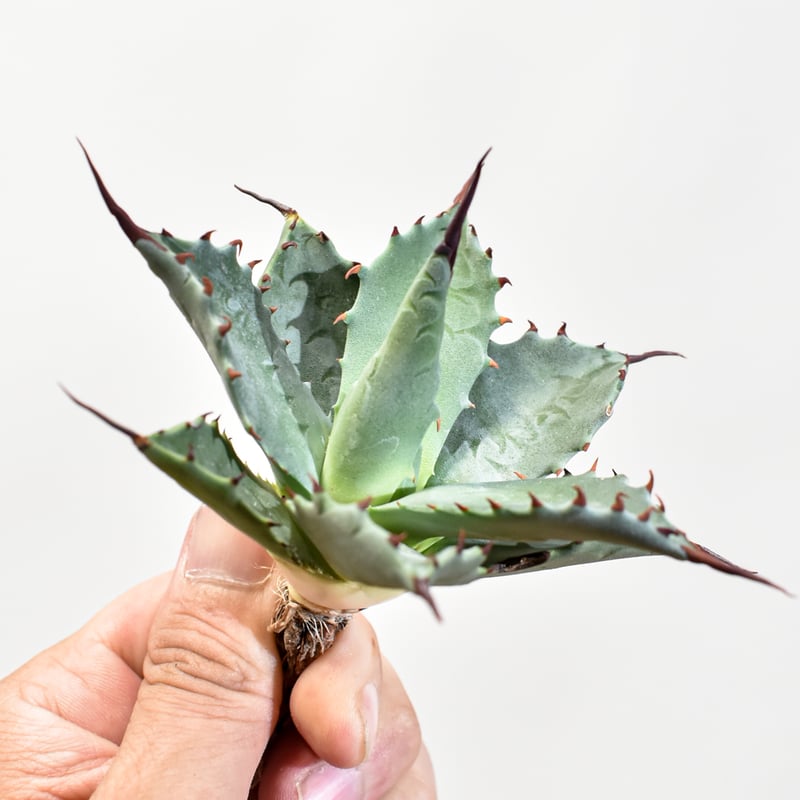 アガベ hybrid イシスメンシス×エボリスピナ/甲蟹X妖炎 【台湾