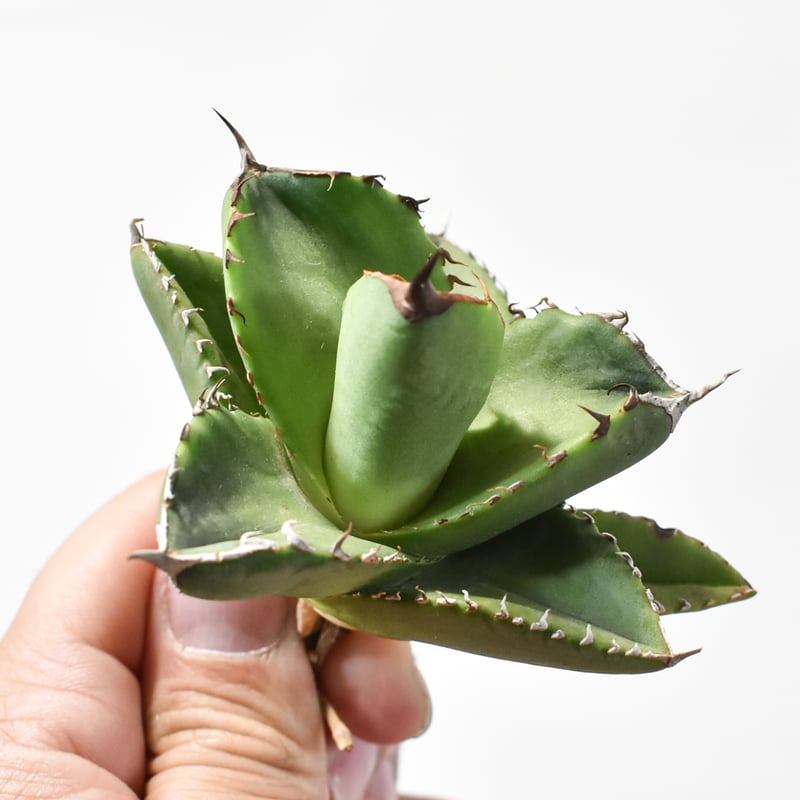 アガベ チタノタ 