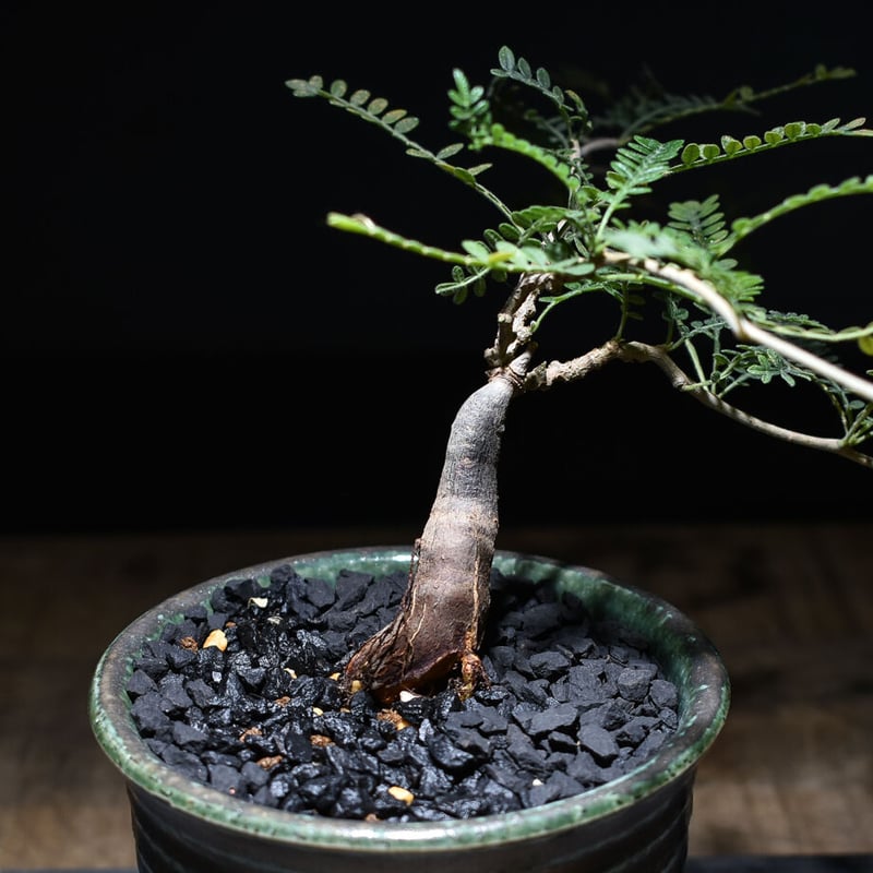 オペルクリカリア ヒファエノイデス （実生株）RF22100 | RAFLUM