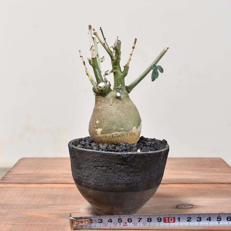 アデニア スピノーサ 【発根済み】HK2400023(T) | RAFLUM / ラフラム｜