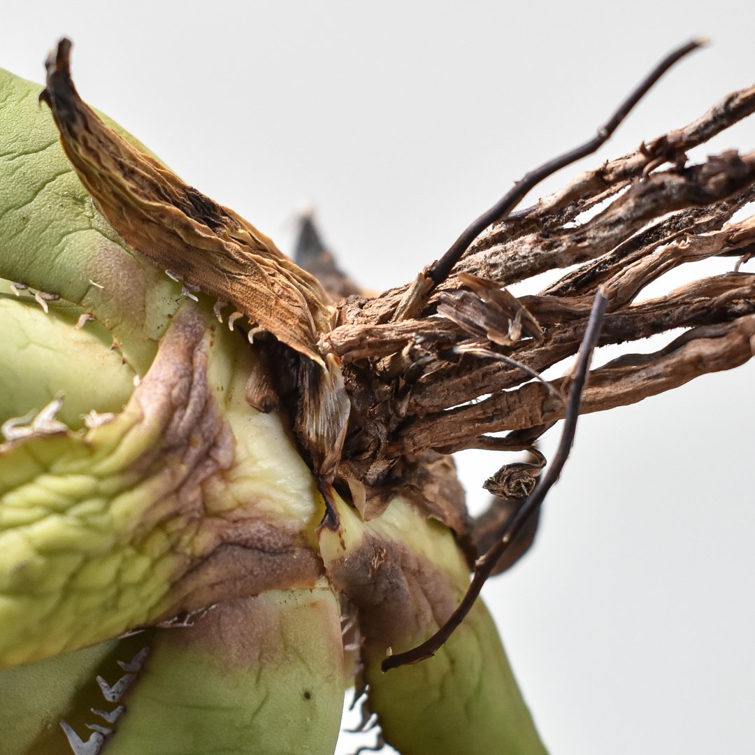 アガベ チタノタ パンダ 