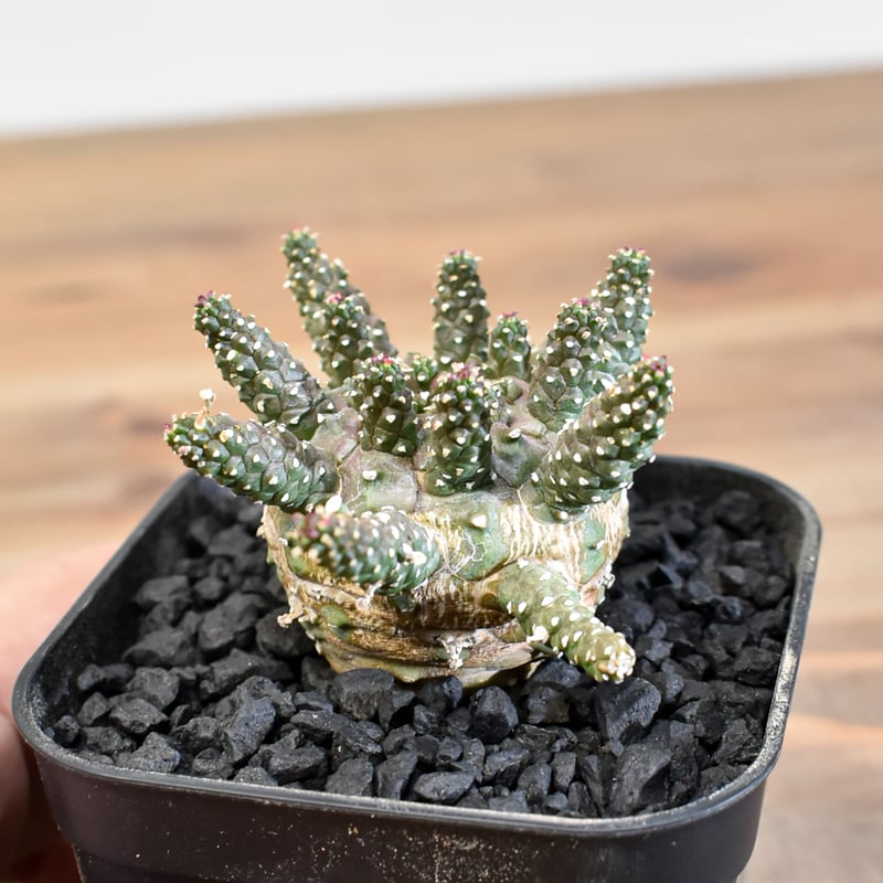 ユーフォルビア ガムケンシス【実生】RFHK25011180(T) | RAFLUM / ラフ