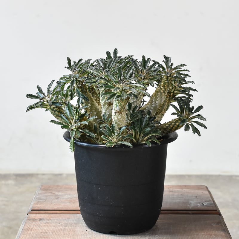 ドルステニア　ラブラニー　大株　美株 ドルステニア ラブラニー 美株 実生(輸入) Dorstenia Dorstenia lavr