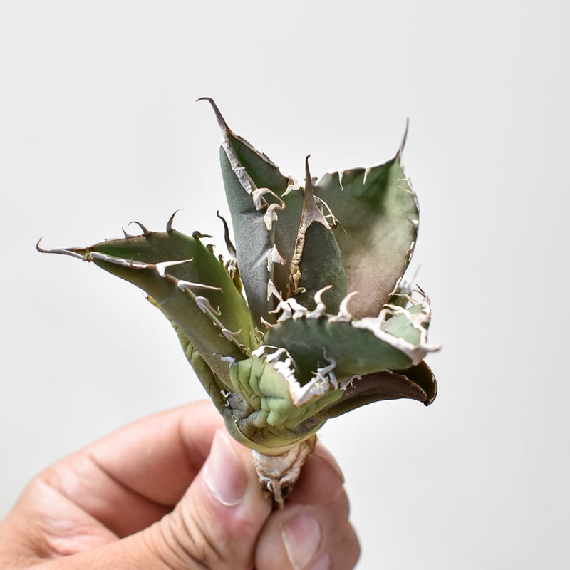 アガベ チタノタ 