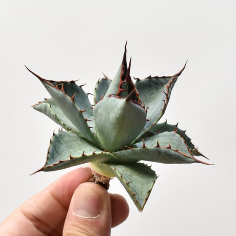 アガベ ハイブリット 曙光 ×（パラサナ、イシスメンシス）【台湾botanical_seeker産】I RF25011580