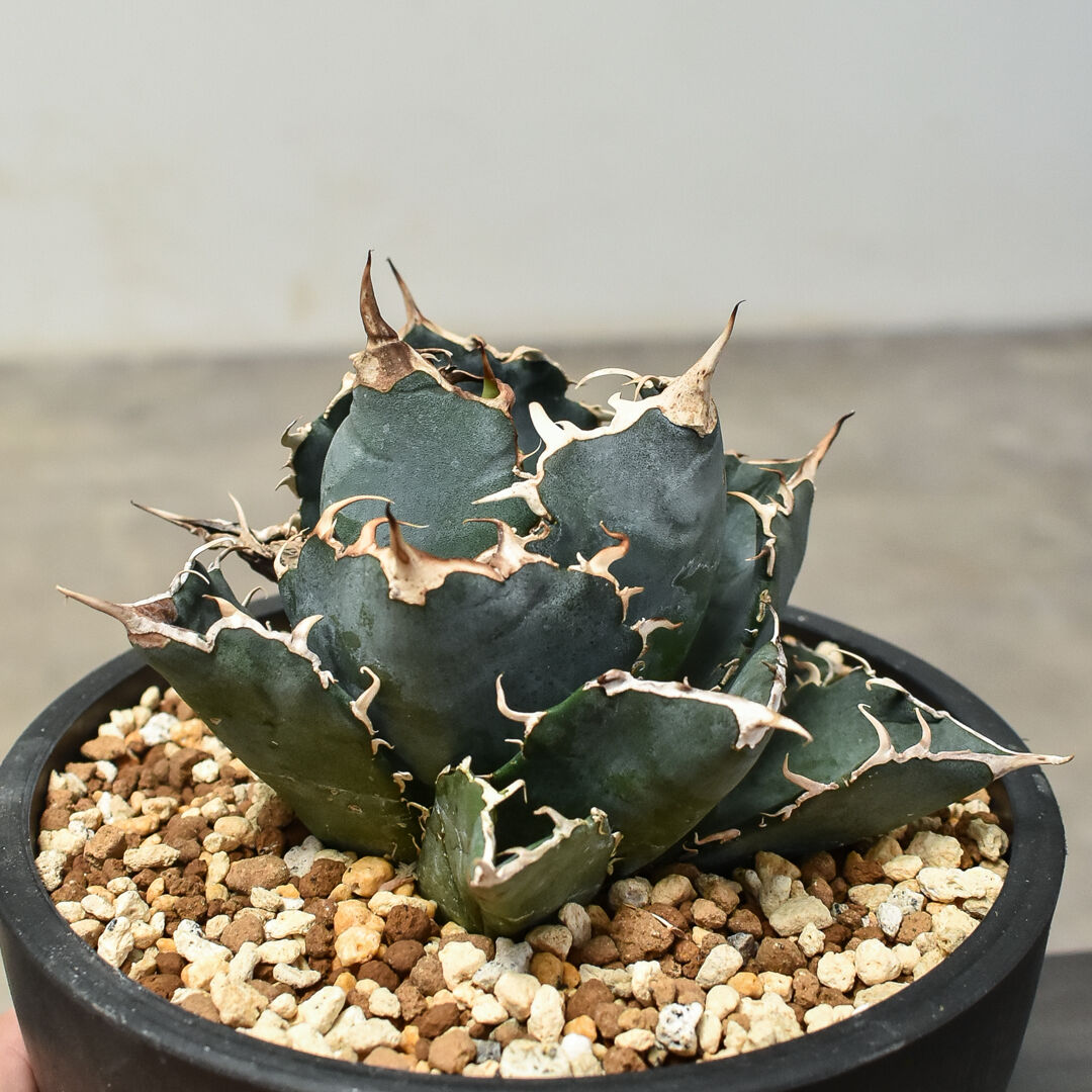 アガベ チタノタ 