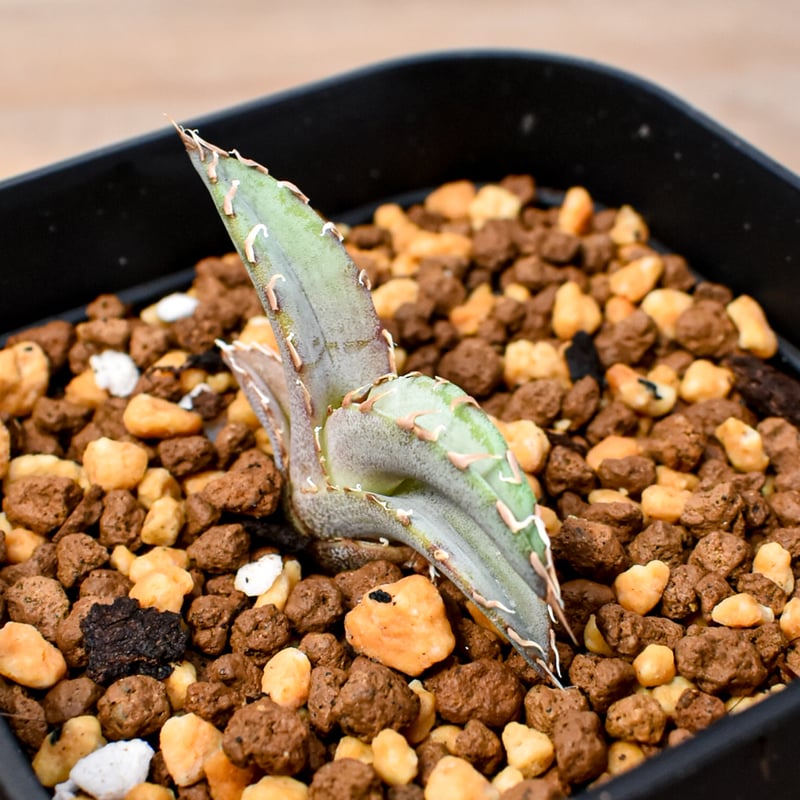 RAFLUM育成株 5個セット】アガベ Uriel oteroi seeding / ウリエ