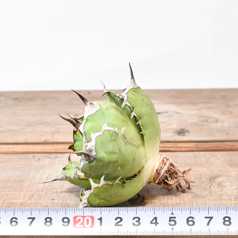 アガベ チタノタ 