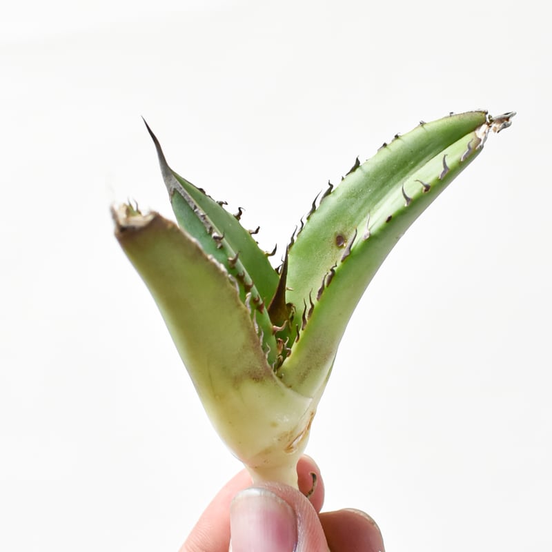 アガベ　チタノタ　白亜 Yahoo!オークション - 白亜 チタノタ titanota agave アガベ
