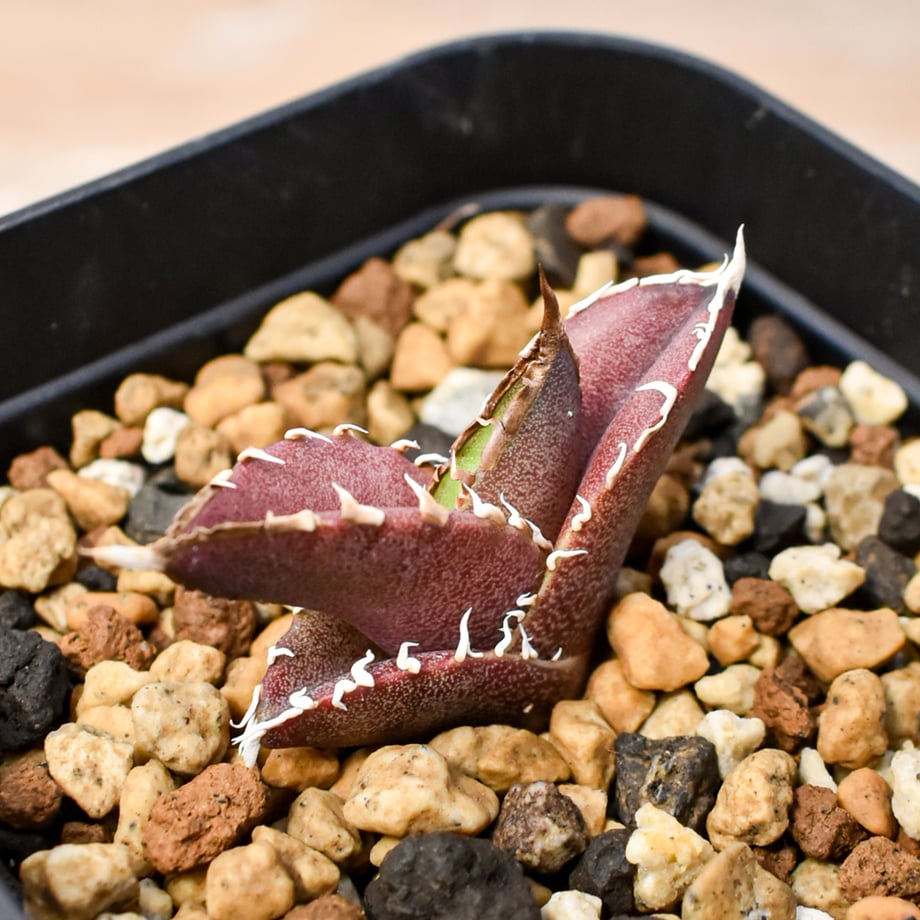 68a43dec401c31004c863184
