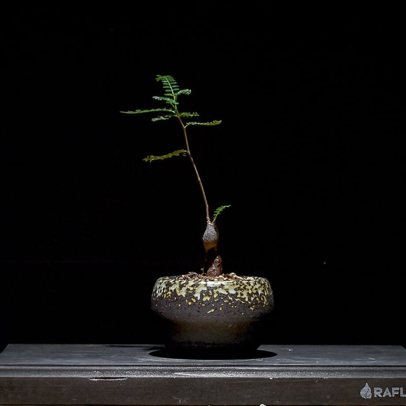 オペルクリカリア・ヒファエノイデス オペルクリカリア ヒファエノイデス （実生株）RF230367 | RAFLUM