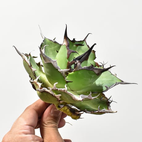 CATEGORY チタノタ ハデス | RAFLUM / ラフラム｜東京、大阪の