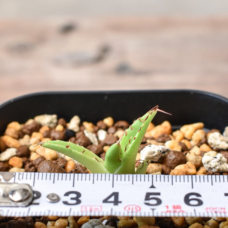 アガベ チタノタ オテロイ 
