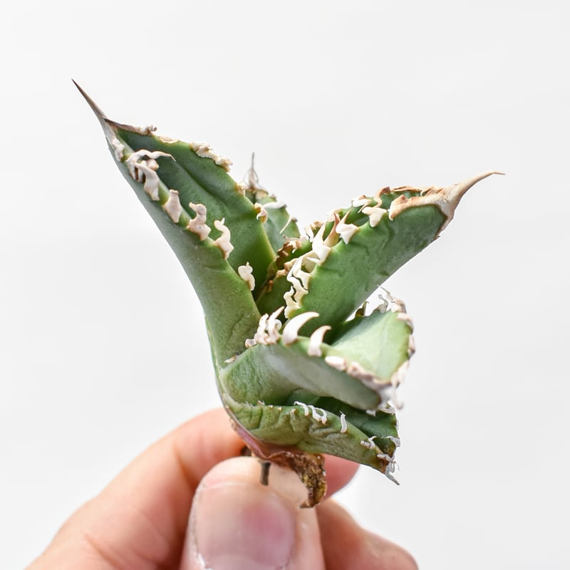 【特価中】AGAVE TITANOTA GODZILLA ゴジラ ひ孫株 アガベ チタノタ ゴジラ 
