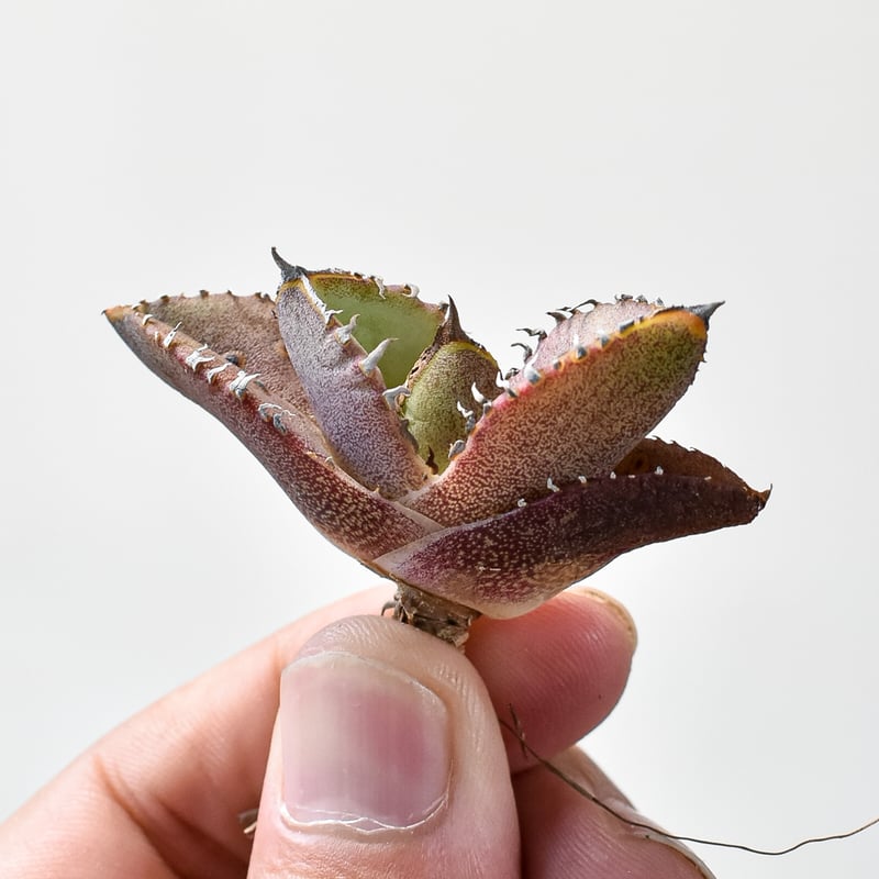 アガベ チタノタ 