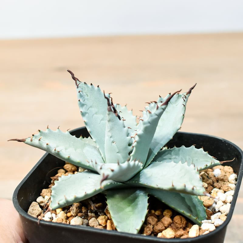 ユ*︎様 アガベ 整理品 セット売り 清櫻 皇冠 ハイブリッド USホリダ