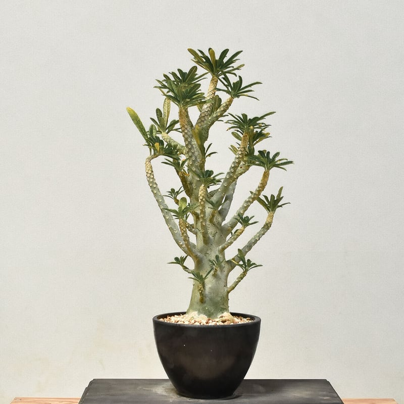 ドルステニア ギガス（発根済み）RF231442(T) | RAFLUM / ラフラム