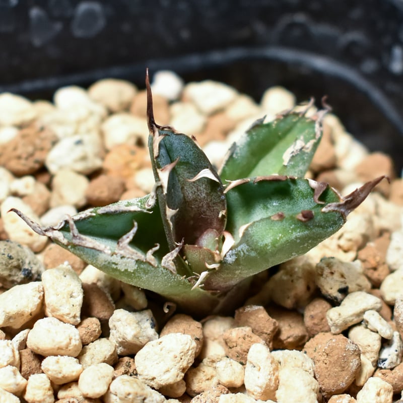 アガベ チタノタ ブラックアンドブルー  