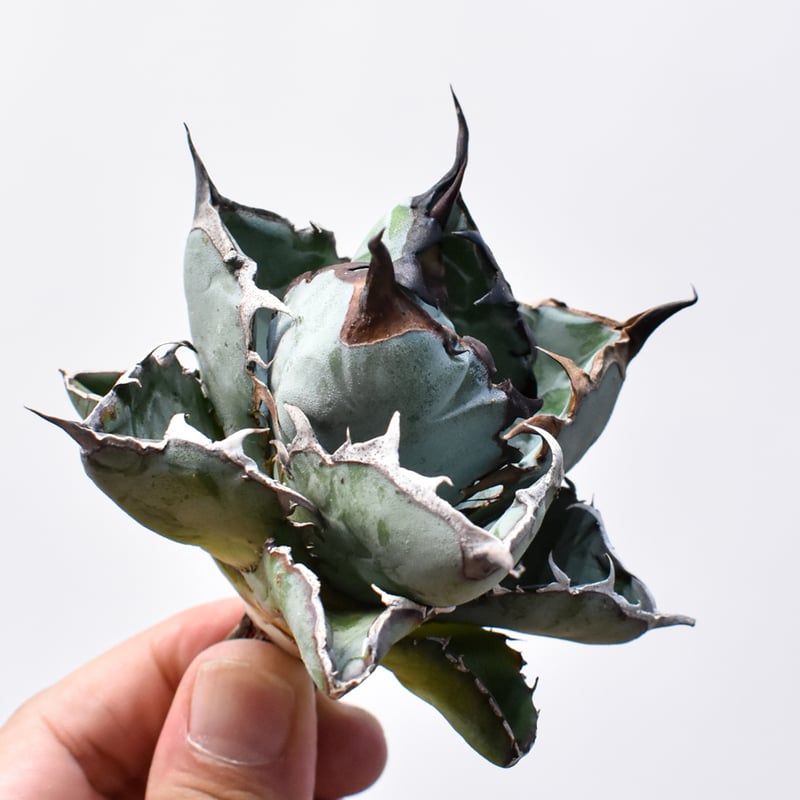 アガベ チタノタ ブラックドラゴン Black Dragon アガベ チタノタ