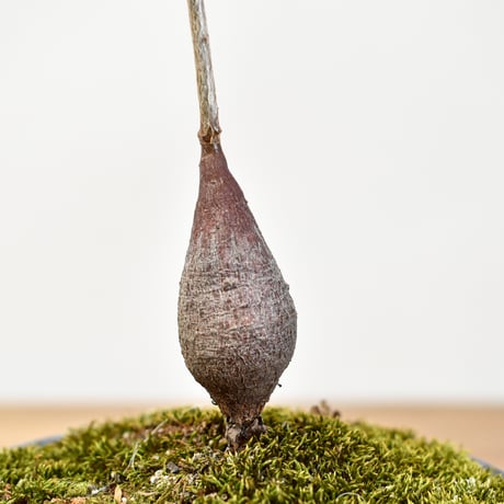 【“WACK” ON YOUR SIDE】オペルクリカリア パキプス WACK-A112