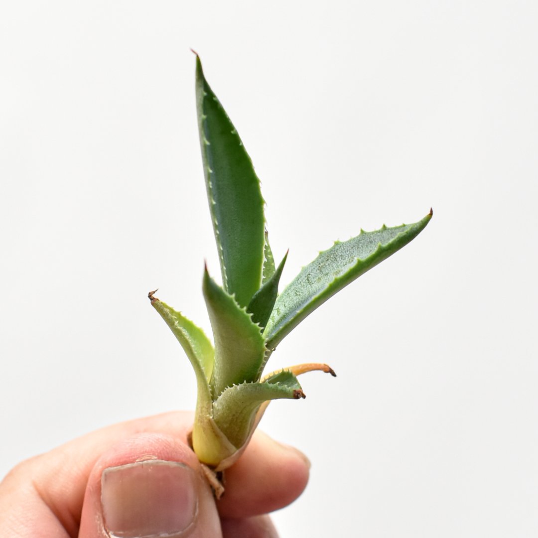 【Ayami】肺皿　蛇 楽天市場】Kaiju Plant 怪獣ソーサー 鉢皿 5号サイズ メッシュ