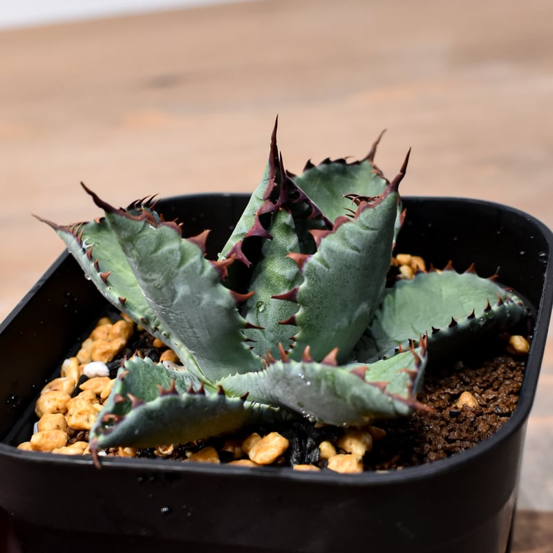 アガベ ハイブリット （パラサナ、イシスメンシス）×曙光【台湾