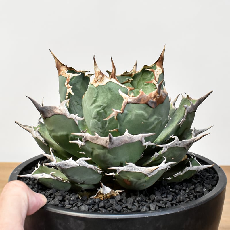 アガベ チタノタ 