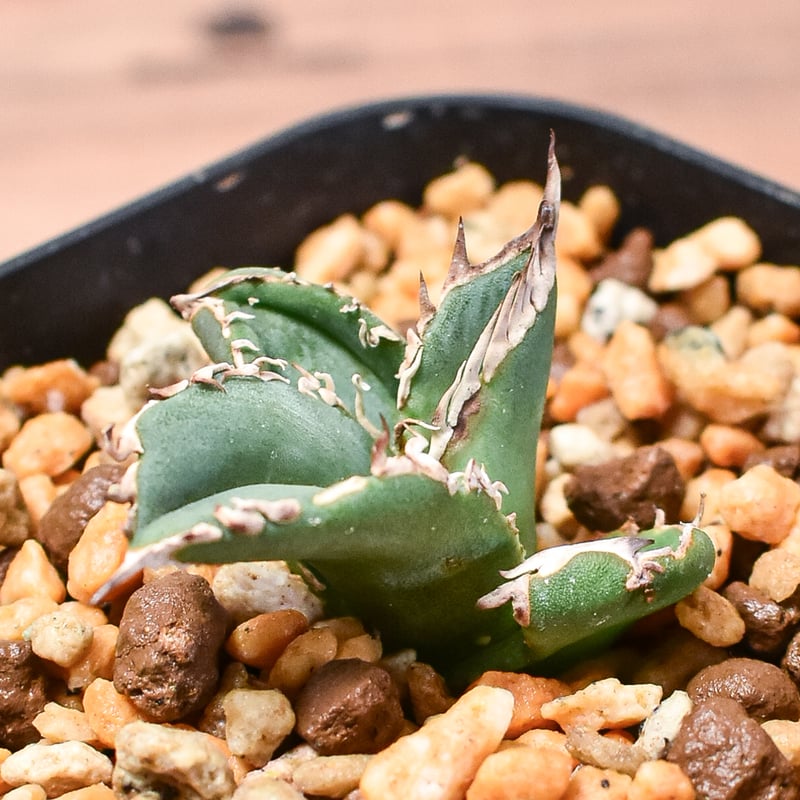 アガベ チタノタ 