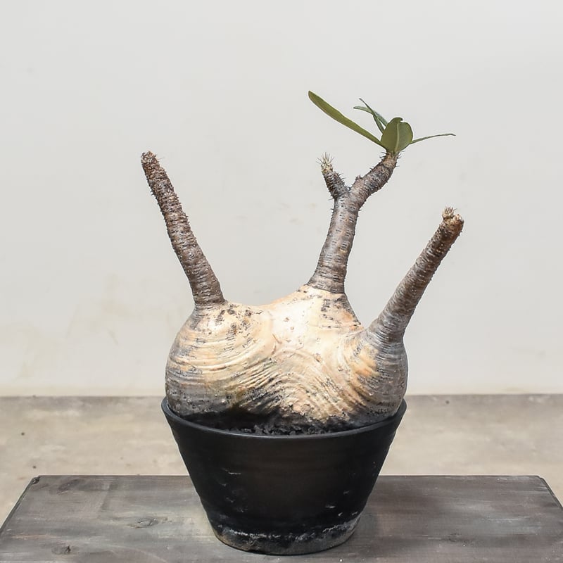 パキポディウム グラキリス (発根済み) RF22987(T) | RAFLUM