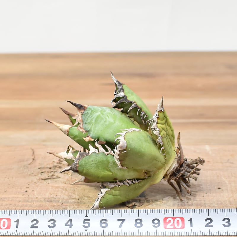 アガベ チタノタ 連絡用ページ アガベ チタノタ 連絡用ページです。 【公式通販】