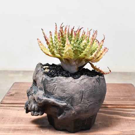 アロエ "白磁盃" with 辰巳又助【植え込み販売】HK2400541