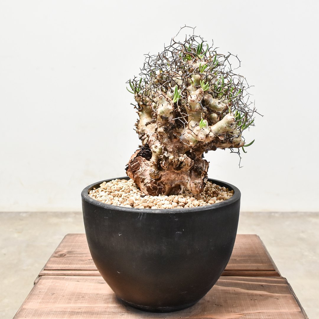 【アフロタイプ★これは凄いです★大特価】　チレコドン　レティキュラーツス　万物想 チレコドン レティキュラーツス 