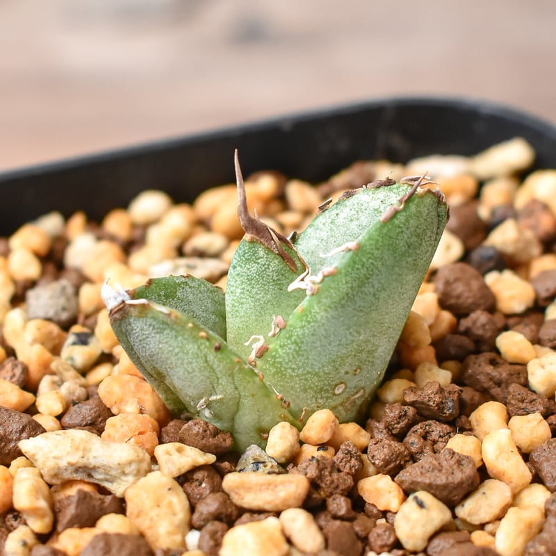 アガベ 　雪豹　子株 アガベ チタノタ 