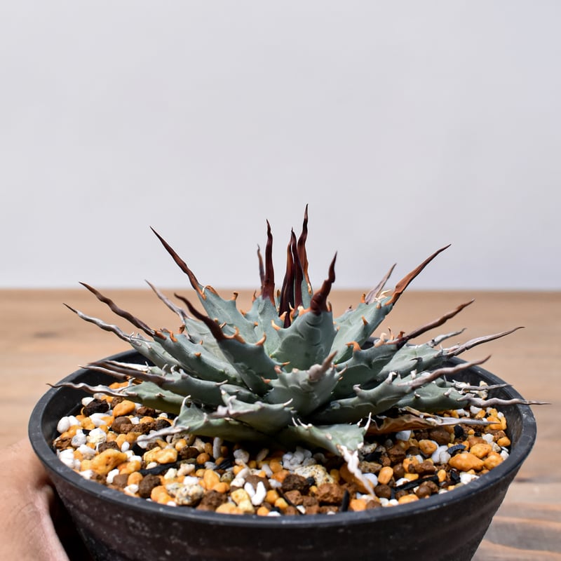 アガベ Dennis hybrid 妖炎X甲妖 /エボリスピナ×（イシスメンシス