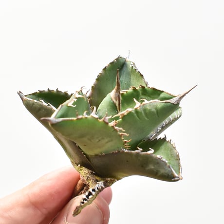 アガベ 犀牛　親株　コレクション　オテロイ　白犀牛　選抜 アガベ 犀牛 親株 コレクション オテロイ 白犀牛 選抜 観葉植物