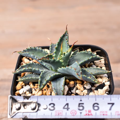 アガベ ハイブリット "特選血雷×象牙妖炎" (血斑無し個体)【台湾botanical_seeker産/選抜株】RF25011808