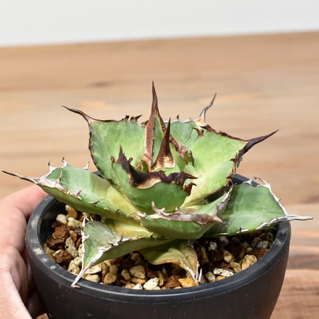 CATEGORY アガベ Dennis hybrid 甲妖 x 鬼爪 | RAFLUM / ラ CATEGORY アガベ Dennis hybrid 甲妖 x 鬼爪 | RAFLUM / ラ
