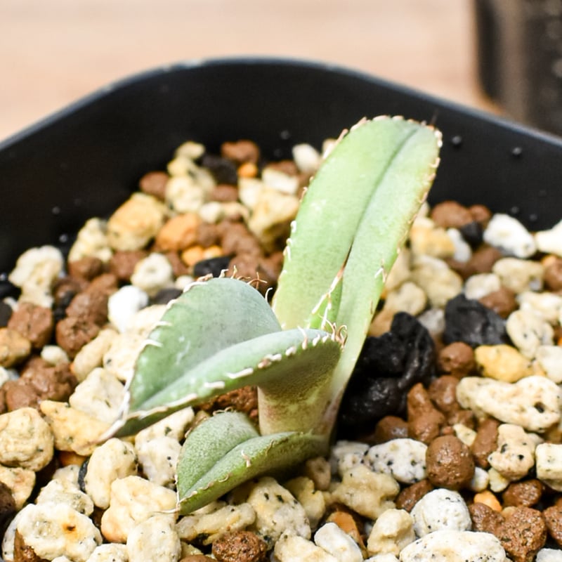 RAFLUM育成株 5個セット】アガベ Uriel oteroi seeding / ウリエ